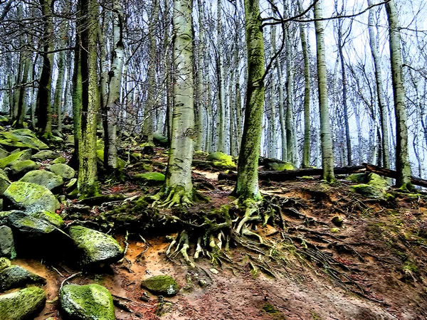 Floresta misteriosa — Fotografia de Stock