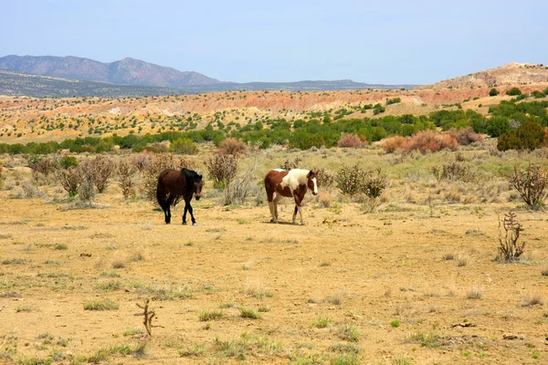 Two wild horses in the desert — Stock Photo, Image