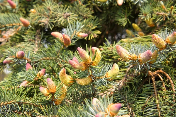 Ramas de un árbol de pelaje o pino —  Fotos de Stock