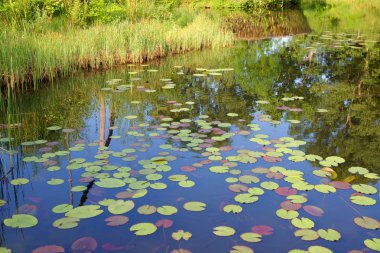 güzel balık Lirası kamışı ile