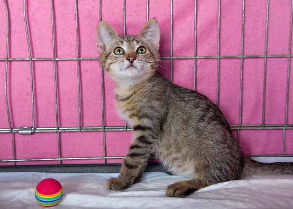 Beautiful wild kitten at a local animal shelter — Stock Photo, Image