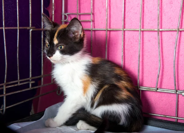 Homeless Kitten in a Cage — Stock Photo, Image