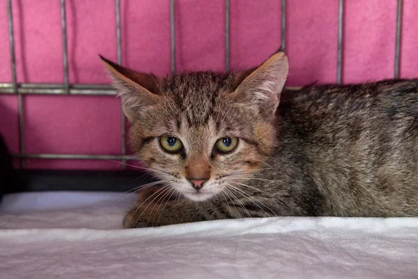 Tabby chaton attend dans une cage — Photo