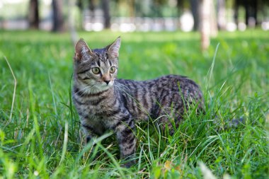 çim iç kedi