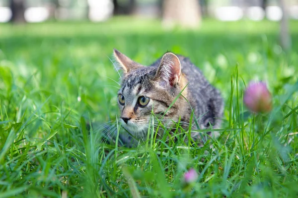 Kleine kat in het groene gras — Stockfoto