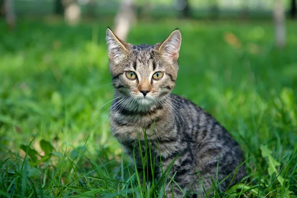 Pequeño gatito en la hierba de cerca — Foto de Stock