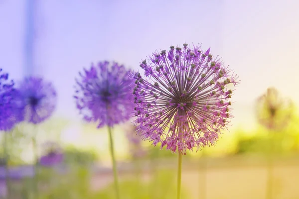 Kvetoucí cibuli — Stock fotografie