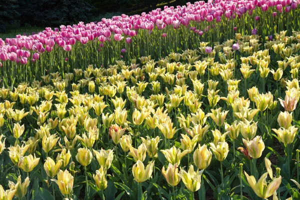 Tulipes dans le champ de fleurs — Photo