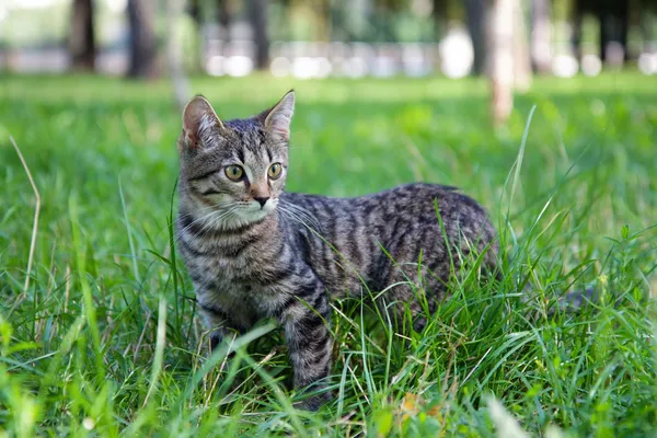 Домашня кішка на траві Стокове Зображення