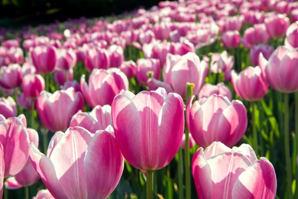 Cerca de tulipanes en el campo de flores —  Fotos de Stock