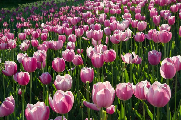 Tulipes dans le champ de fleurs — Photo