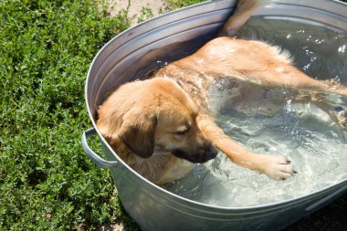 Dog in a pool in shelter