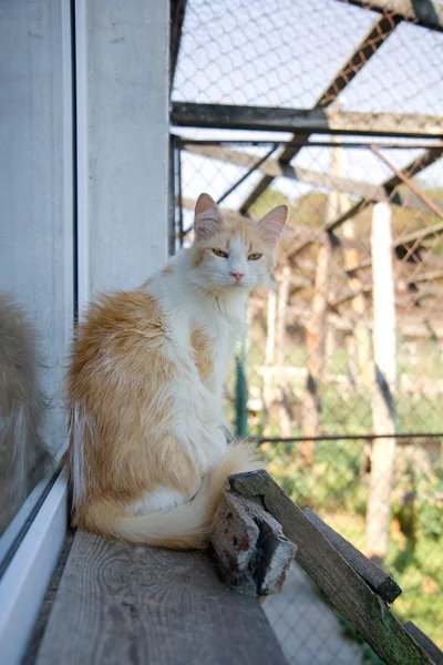 Hajléktalan vörös macska-ban egy menedék — Stock Fotó