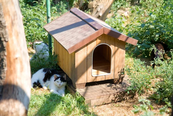 Άστεγο γάτα που βρίσκονται σε εξωτερικούς χώρους κοντά στο σπιτάκι σκύλου — Φωτογραφία Αρχείου