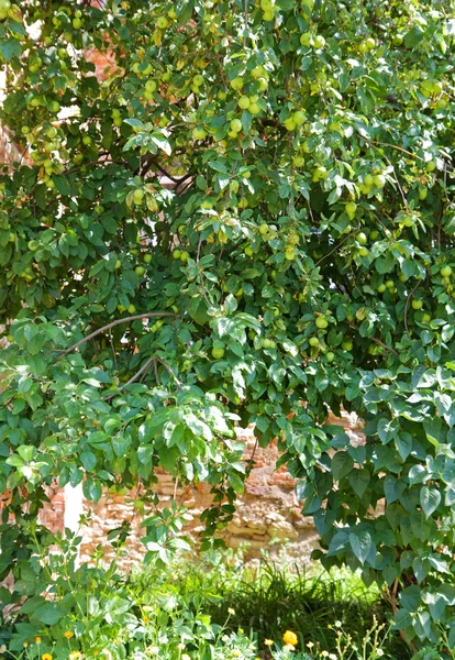 Wild Apple Tree — Stock Photo, Image