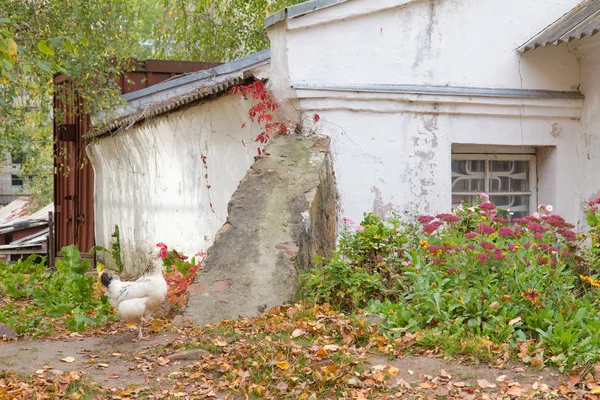 Pollo bianco in piedi vicino alla vecchia casa — Foto Stock