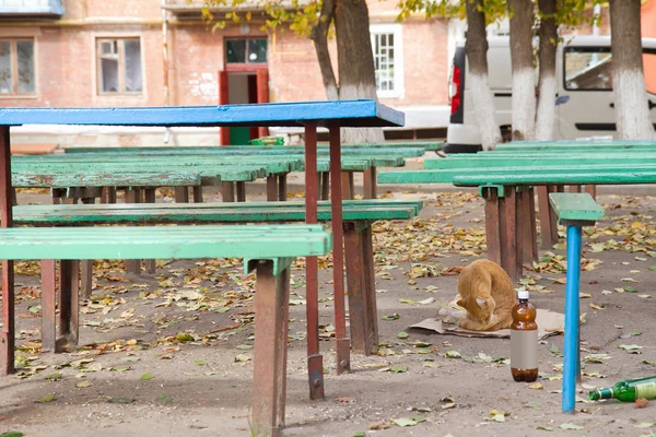 Um gato vadio debaixo do velho banco — Fotografia de Stock