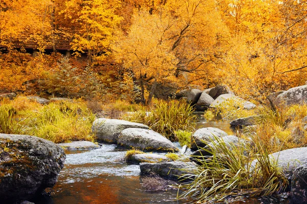 Autumn park with small river in Ukraine — Stock Photo, Image