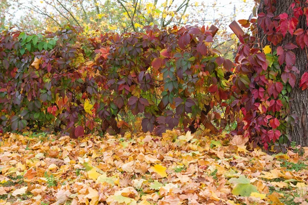 Follaje y cerca de otoño — Foto de Stock