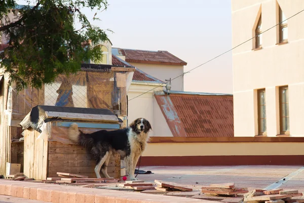 Dog on the roof — Stock Photo, Image