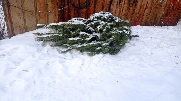 Vánoční Stromek Zahozený Prázdninách Leží Boku Zaprášený Sněhem — Stock fotografie