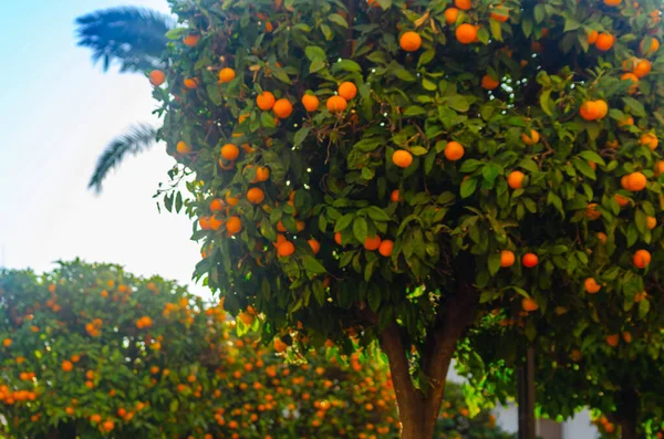 Orangener Garten Mit Reifen Orangenfrüchten Bäumen Mit Grünen Blättern — Stockfoto