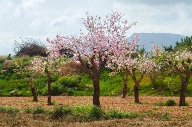 Badem ağaçları ile İspanyol bir meyve bahçesi orchard sanayi pembe ve beyaz çiçekler açan