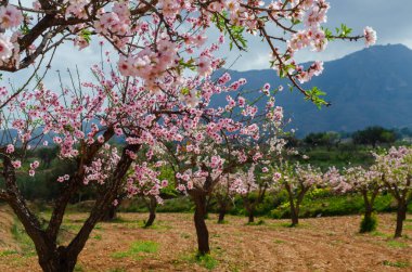 Badem ağaçları ile İspanyol bir meyve bahçesi orchard sanayi pembe ve beyaz çiçekler açan