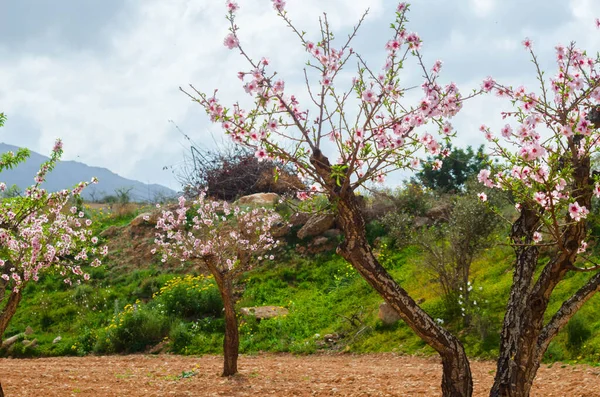 Badem ağaçları ile İspanyol bir meyve bahçesi orchard sanayi pembe ve beyaz çiçekler açan