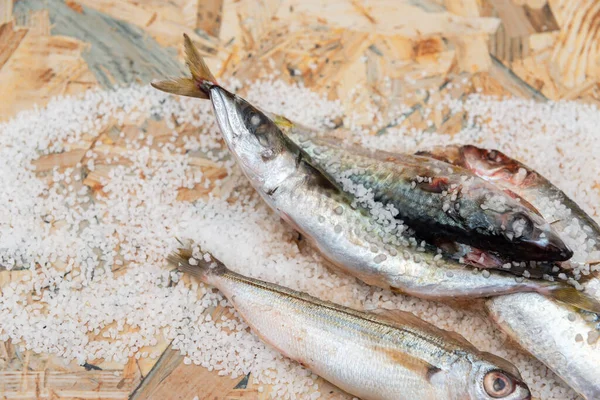 全生有机鱼鱼与海盐躺在平坦的表面 健康的食物 — 图库照片