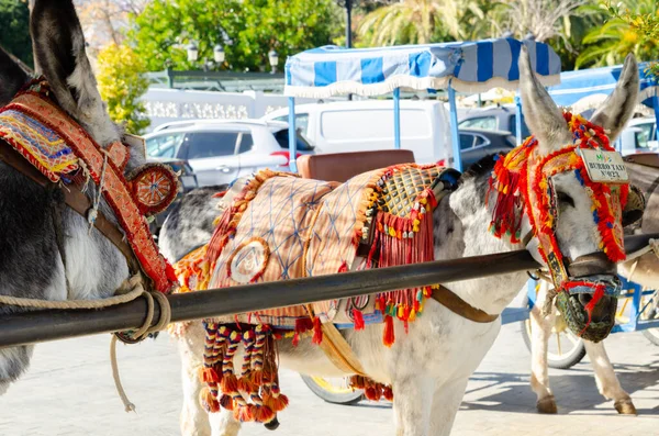 Mijas Spain March 2022 Animals Decorative Elements Harness Symbolizing Old — Stock Photo, Image