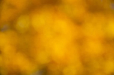 Arka plan bulanık. Sonbahar. Sonbahar arkaplanı. Ağaçlardaki sarı yapraklar. Akçaağaç sonbaharda yapraklanır. kolaj tasarımı için.