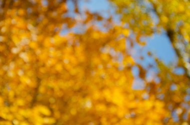 Arka plan bulanık. Sonbahar. Sonbahar arkaplanı. Ağaçlardaki sarı yapraklar. Akçaağaç sonbaharda yapraklanır. kolaj tasarımı için.