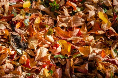 Sonbahar. Sonbahar arkaplanı. Ağaçlardaki sarı yapraklar. Akçaağaç sonbaharda yapraklanır. kolaj tasarımı için.