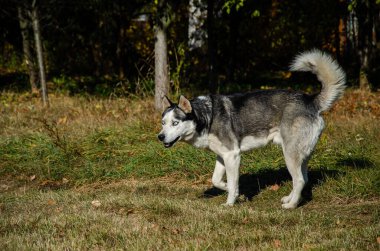 Güzel mavi gözlü, iri yarı bir köpek. Güz Parkı. Köpeği gezdiriyorum..