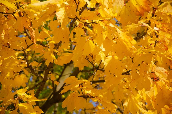 Automne Fond Automne Feuilles Jaunes Sur Les Arbres Feuilles Érable — Photo