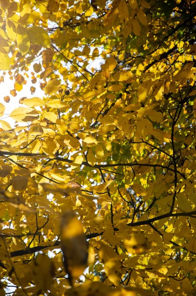 Осень Осенний Фон Желтые Листья Деревьях Кленовые Листья Осенью Дизайна — стоковое фото