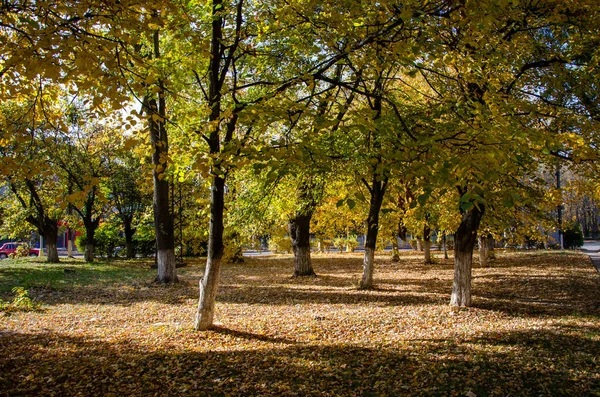 Sonbahar. Sonbahar arkaplanı. Ağaçlardaki sarı yapraklar. Akçaağaç sonbaharda yapraklanır. kolaj tasarımı için.