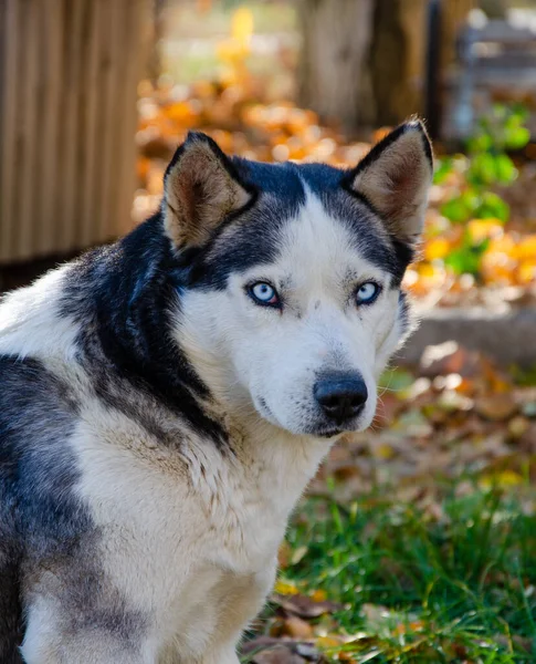 Pies Syberyjski Husky Portret Husky Ego Niebieskimi Oczami Bardzo Piękne — Zdjęcie stockowe