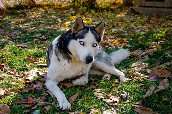 Husky Pies Pięknymi Niebieskimi Oczami Jesienny Park Wyprowadzam Psa — Zdjęcie stockowe