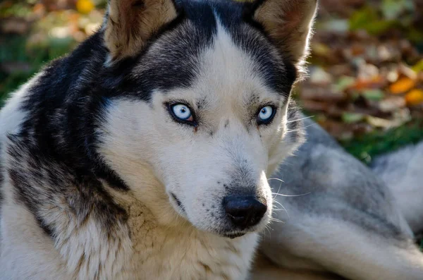 Sibirya köpeği Husky. Mavi gözlü bir Husky 'nin portresi. Çok güzel gözler..