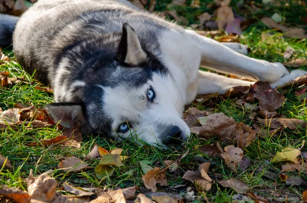 Husky Pes Krásnýma Modrýma Očima Podzimní Park Venčit Psa — Stock fotografie