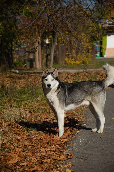Hund Siberian Husky Porträt Eines Huskys Mit Blauen Augen Sehr — Stockfoto