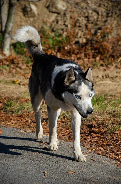 Cão Husky Com Belos Olhos Azuis Outono Park Caminhando Cão — Fotografia de Stock