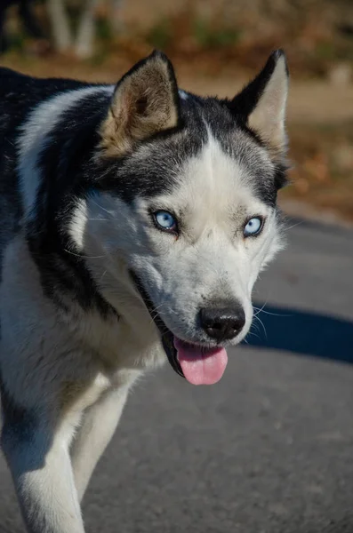 Pes Sibiřský Husky Portrét Huskyho Modrýma Očima Velmi Krásné Oči — Stock fotografie