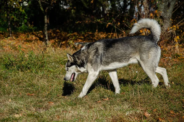 Perro Husky Con Hermosos Ojos Azules Parque Otoño Paseando Perro —  Fotos de Stock