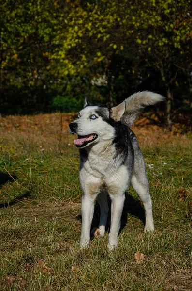 Cão Husky Com Belos Olhos Azuis Outono Park Caminhando Cão — Fotografia de Stock