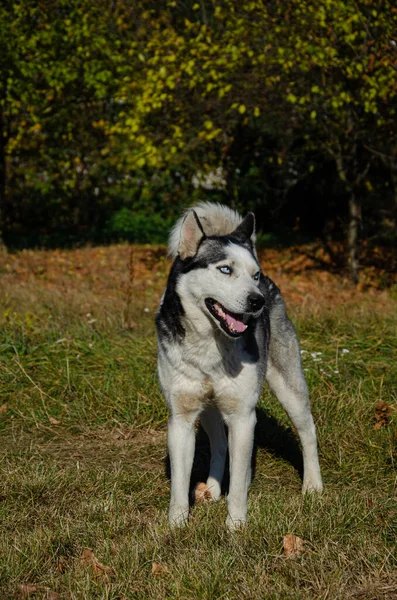 Husky Pies Pięknymi Niebieskimi Oczami Jesienny Park Wyprowadzam Psa — Zdjęcie stockowe