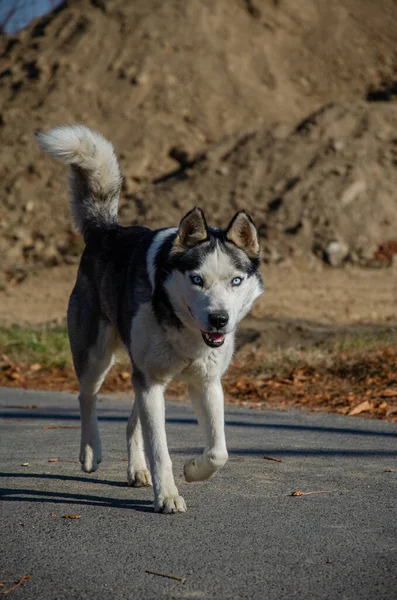 Cão Siberiano Husky Retrato Husky Com Olhos Azuis Olhos Muito — Fotografia de Stock