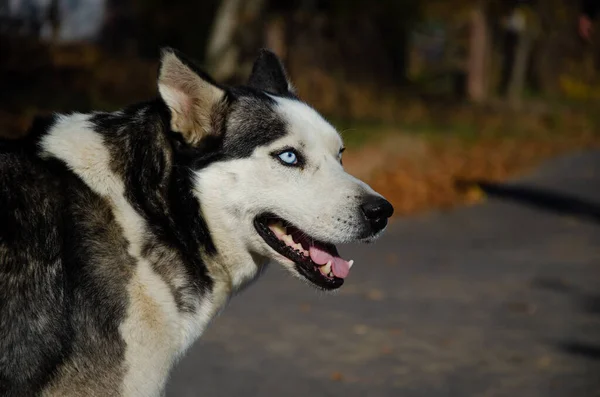 Pies Syberyjski Husky Portret Husky Ego Niebieskimi Oczami Bardzo Piękne — Zdjęcie stockowe